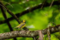 hooded warbler 2026_05_16-20