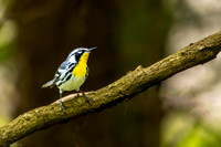 yellow throated warbler 2026_05_16-36-Edit