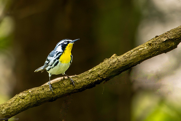 yellow throated warbler 2026_05_16-36-Edit