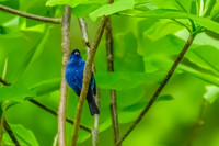 indigo bunting 2026_05_16-8-Edit