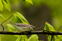 swainsons warbler 2026_05_16-12