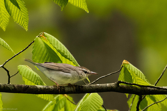 swainsons warbler 2026_05_16-12