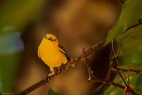 prothonotary warbler 2026_05_14-2-Edit