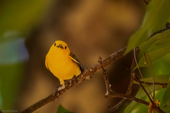 prothonotary warbler 2026_05_14-2-Edit