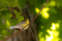 pine warbler 2026_05_14-1