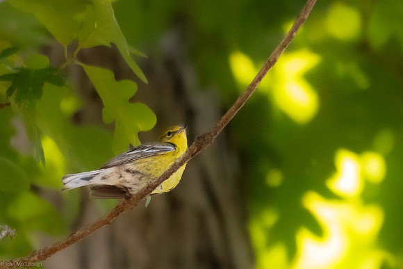pine warbler 2026_05_14-1