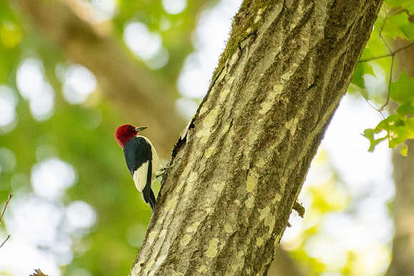 red headed woodpecker 2026_05_14