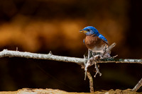 eastern bluebird 2026_05_14-11