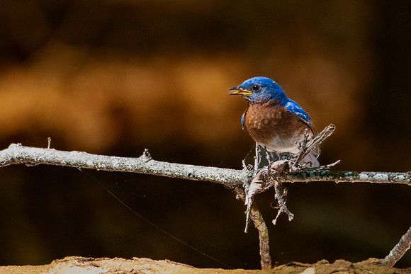 eastern bluebird 2026_05_14-11