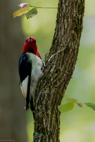 red headed woodpecker 2026_05_10-2