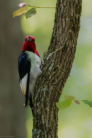 red headed woodpecker 2026_05_10-2