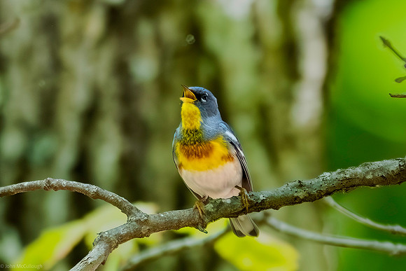 northern parula 2026_05_10-41