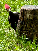 pileated woodpecker 2026_05_09-5