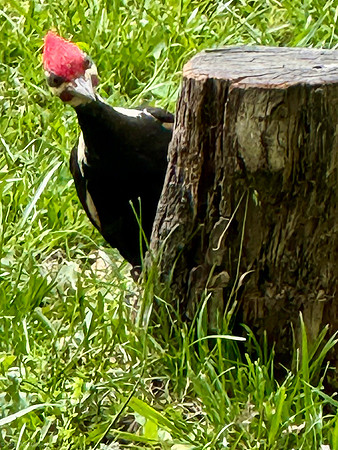 pileated woodpecker 2026_05_09-5