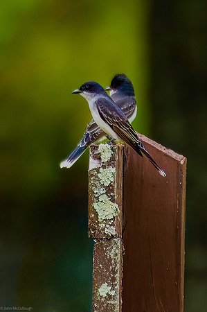 kingbird 2026_05_06-3-Edit