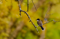 kingbird 2026_05_05-Edit-2