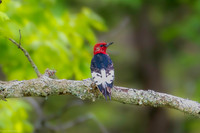 red headed woodpecker 2026_05_06-3