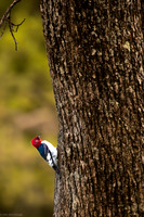 red headed woodpecker 2026_05_06-2