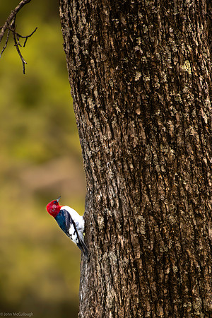 red headed woodpecker 2026_05_06-2