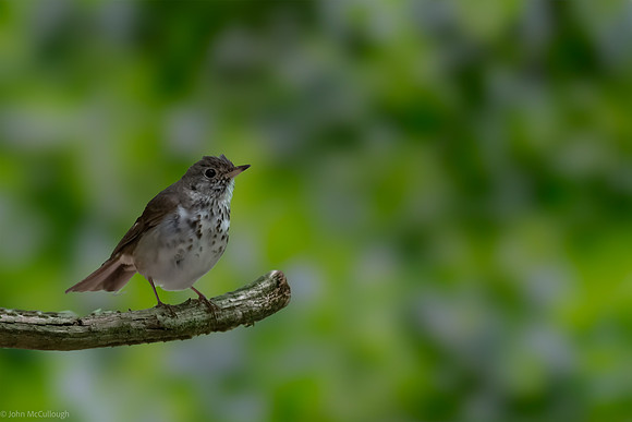 hermit thrush