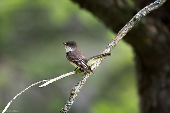 eastern phoebe