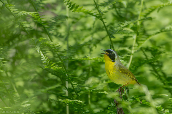 common yellowthroat