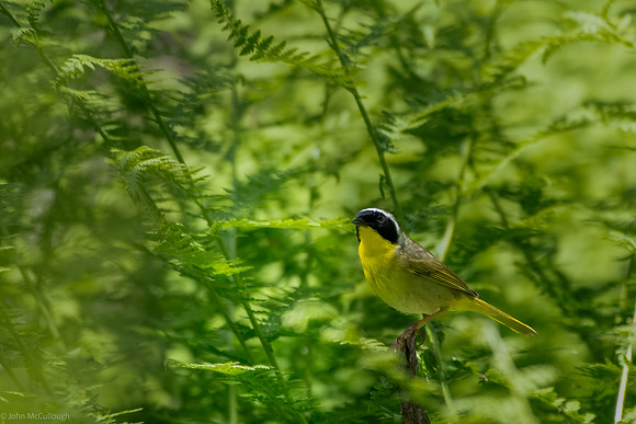common yellowthroat