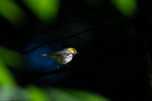 black throated green warbler
