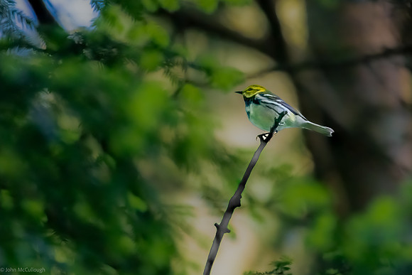 black throated green warbler