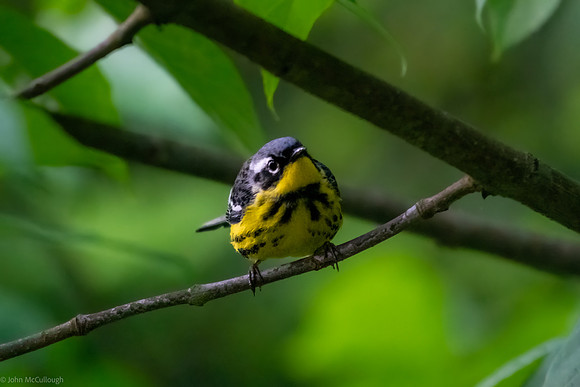 magnolia warbler