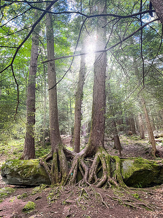 trees on rocks 2024_06_0