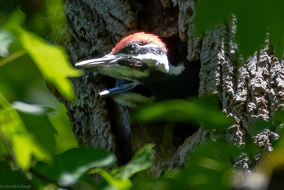 pileated woodpecker nest