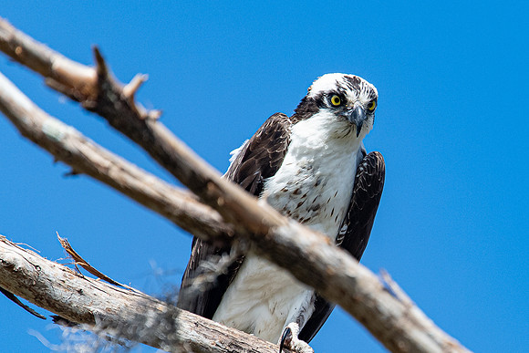osprey circle b bar 2022_02_16-facebook