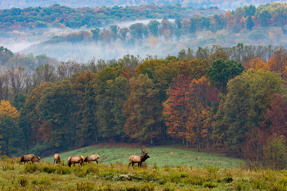 Benezette Elk on Saddle 2015_10_10
