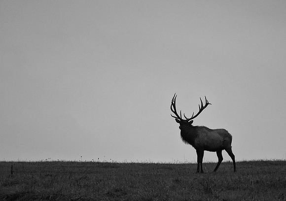 Benezette - Elk Sillouette 2015_10_09