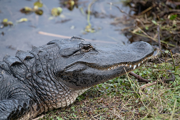 alligator 2023_02_09-facebook