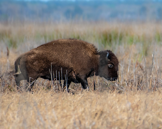 bison1 2023_02_18-facebook