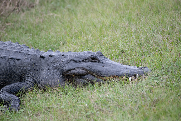 alligator 2023_02_09-2-facebook