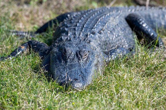 alligator 2023_02_15-facebook