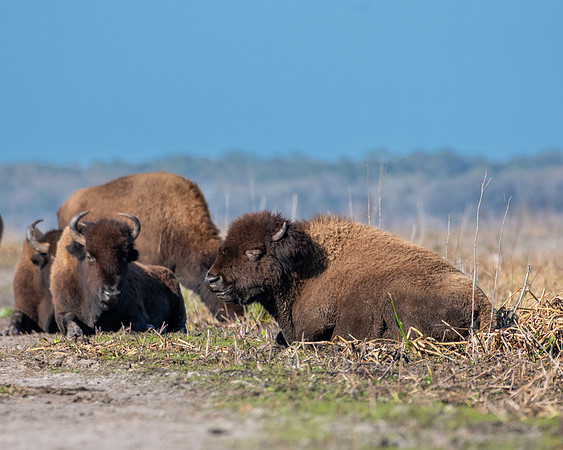 bison2 2023_02_18-facebook