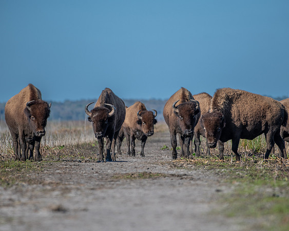 bison4 2023_02_18-facebook