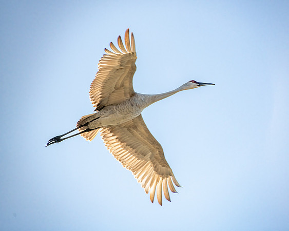 crane in flight 2023_02_08-Edit-facebook