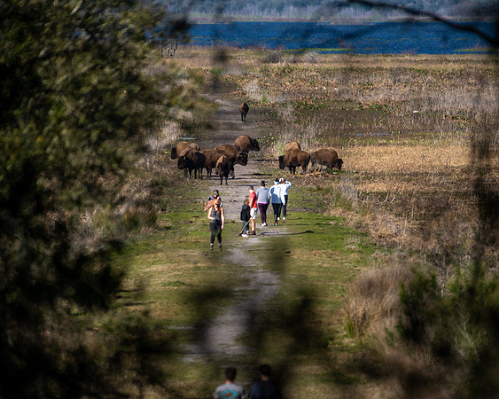bison5 2023_02_18-facebook