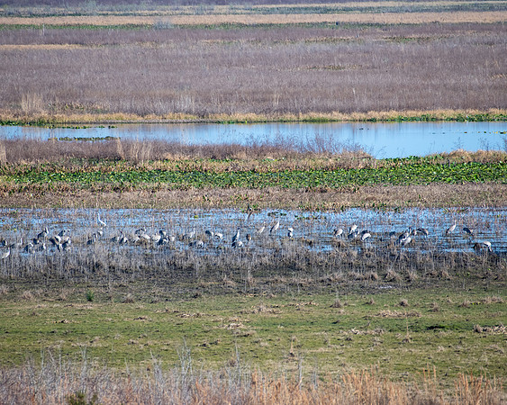 cranes 2023_02_08-facebook