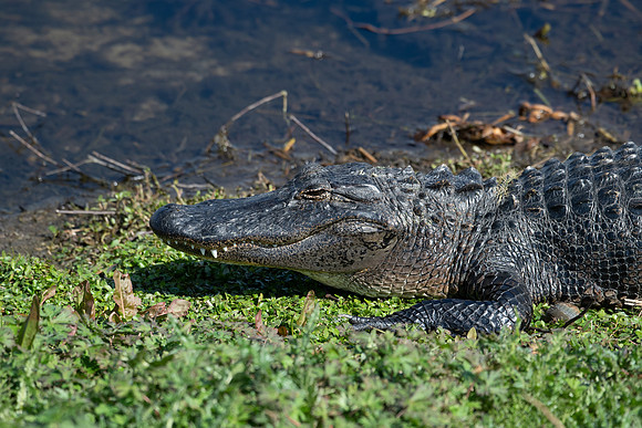 gator 2023_02_15-facebook