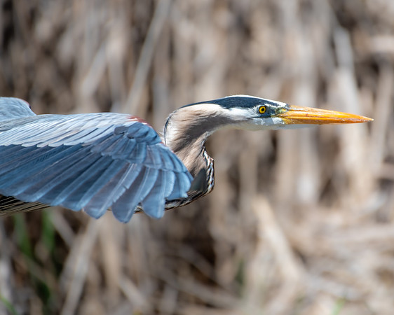heron in flight 2023_02_18-Edit-2-facebook
