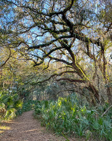 cones dike trail 2023_02_13-facebook