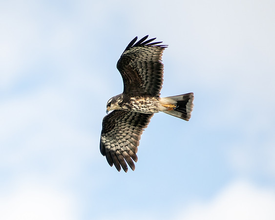 kite in flight1 2023_02_09-Edit-facebook