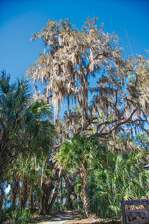 live oak with moss 2023_02_14.DNG-Edit.tif-facebook