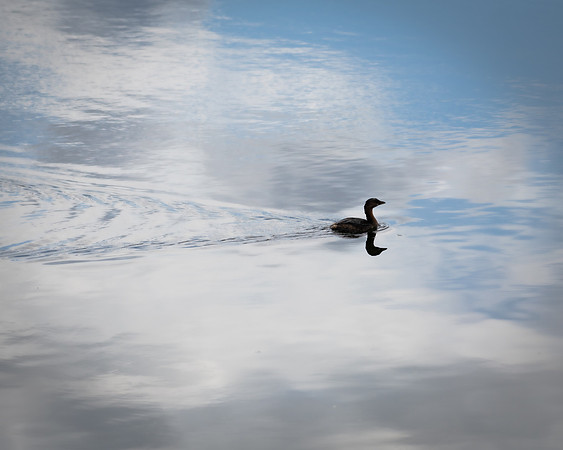 pie billed grebe silouette 2023_02_09-facebook